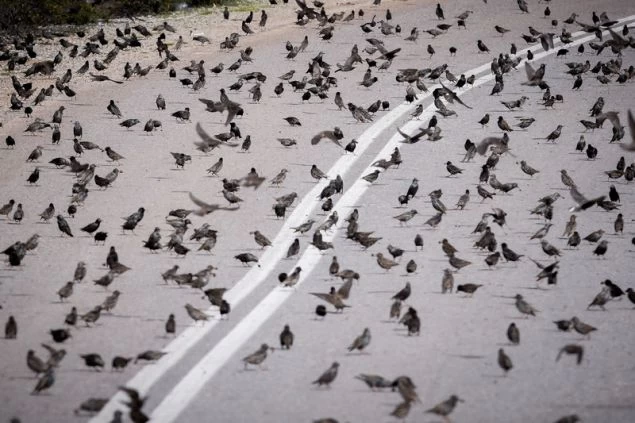 Σπάνιο φαινόμενο: Σμήνη από αγριοπούλια στην Αταλάντη (εικόνες)